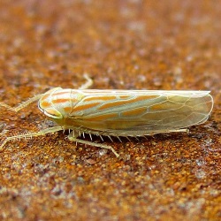 Calamotettix taeniatus